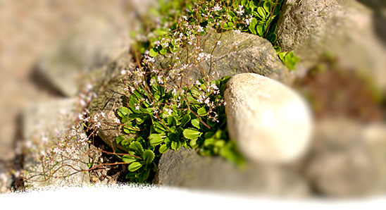 krukplantering